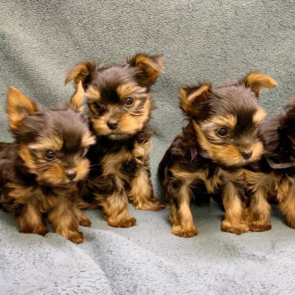 Meet your Posher, Jean - Picture 1 of 1